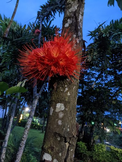 Brownea macrophylla, photographed by Chris