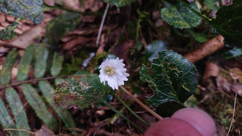 Shortia rotundifolia, photographed by 沈玟伶(Wen-Ling Shen)