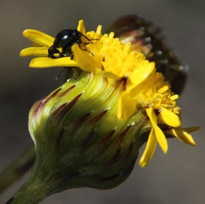 Senecio pillansii, photographed by Tony Rebelo