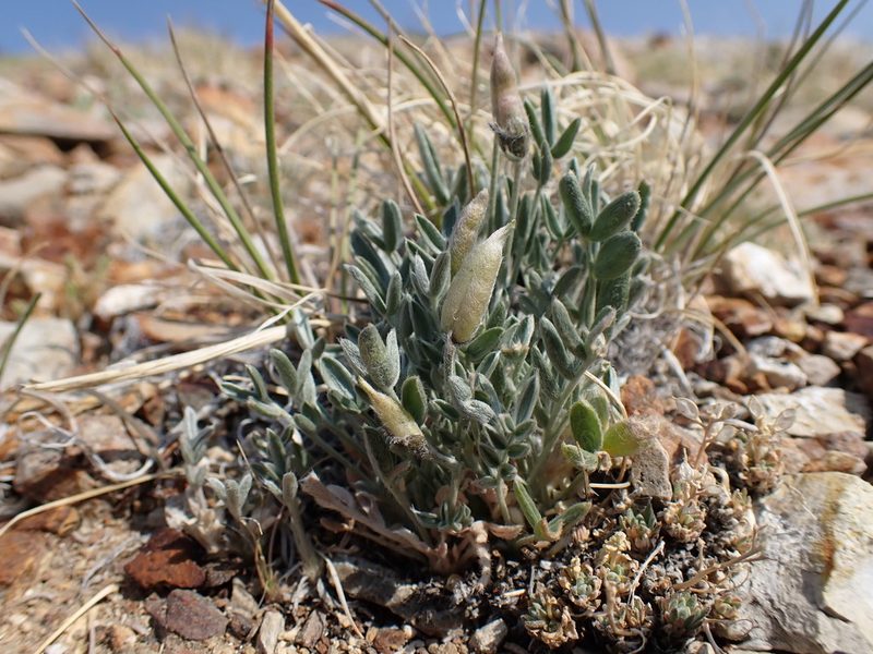 Oxytropis parryi, photographed by Martin Purdy