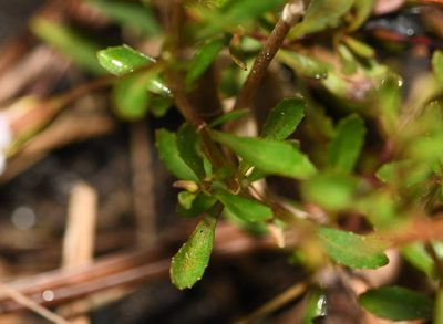 Mecardonia acuminata, photographed by Mike Ostrowski