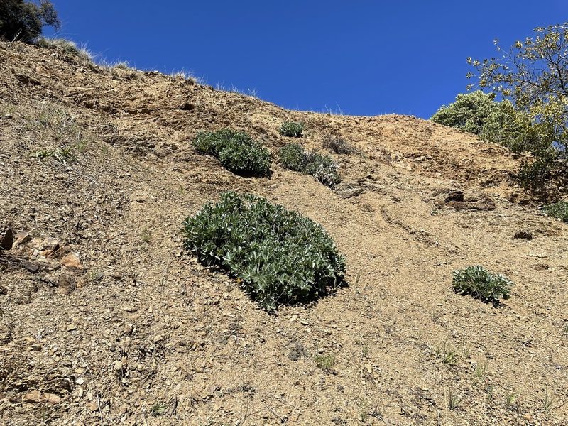 Lupinus sericatus, photographed by Roger Raiche