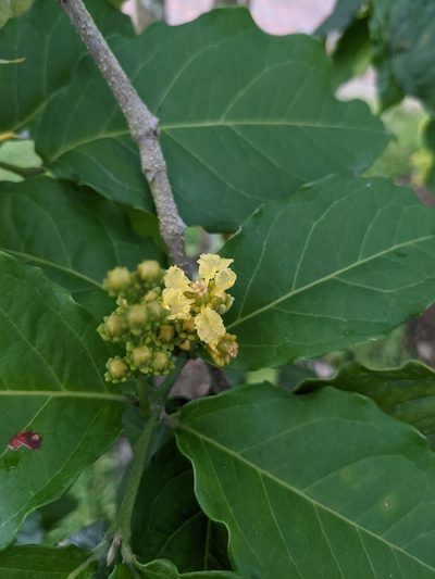 Bunchosia argentea, photographed by Chris