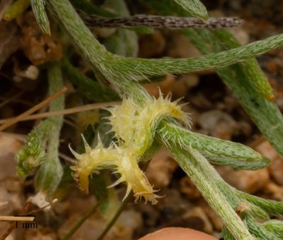 Pectocarya recurvata, photographed by Jesse Rorabaugh