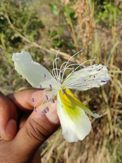 Capparis brevispina, photographed by Ashwin Viswanathan