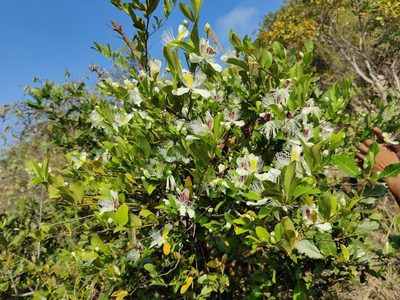 Capparis brevispina, photographed by Ashwin Viswanathan