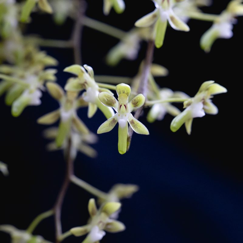 Plectorrhiza brevilabris, photographed by Kym Nicolson