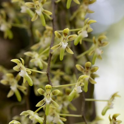 Plectorrhiza brevilabris, photographed by Kym Nicolson