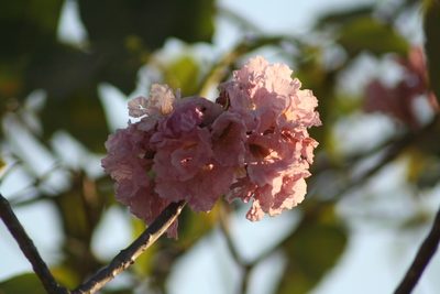 Tabebuia rosea, photographed by Luis F. Ramírez