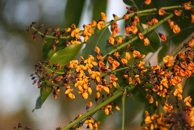 Platymiscium trifoliolatum, photographed by Luis F. Ramírez