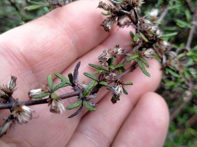 Olearia bullata, photographed by John Barkla