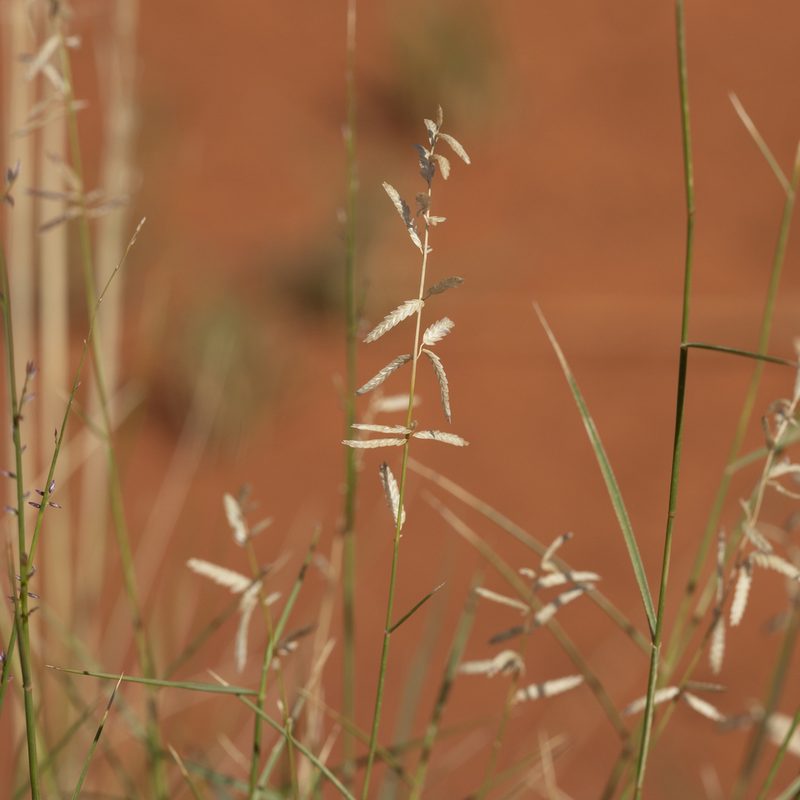 Eragrostis eriopoda, photographed by Kym Nicolson