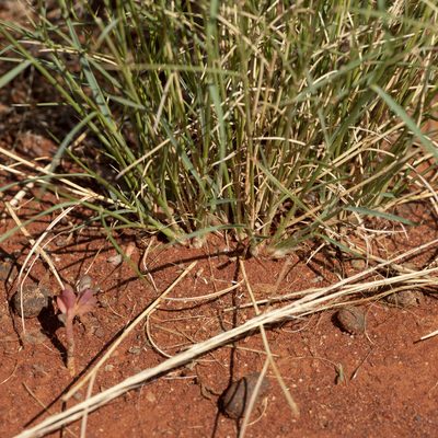 Eragrostis eriopoda, photographed by Kym Nicolson