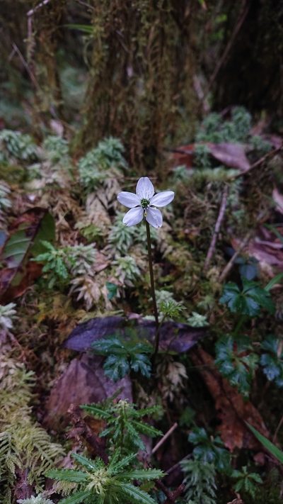 Coptis quinquefolia, photographed by 沈玟伶(Wen-Ling Shen)