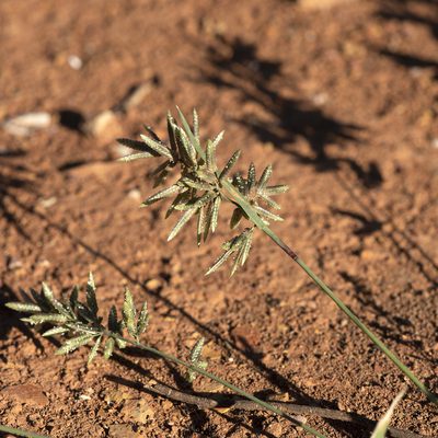 Eragrostis cilianensis, photographed by Kym Nicolson