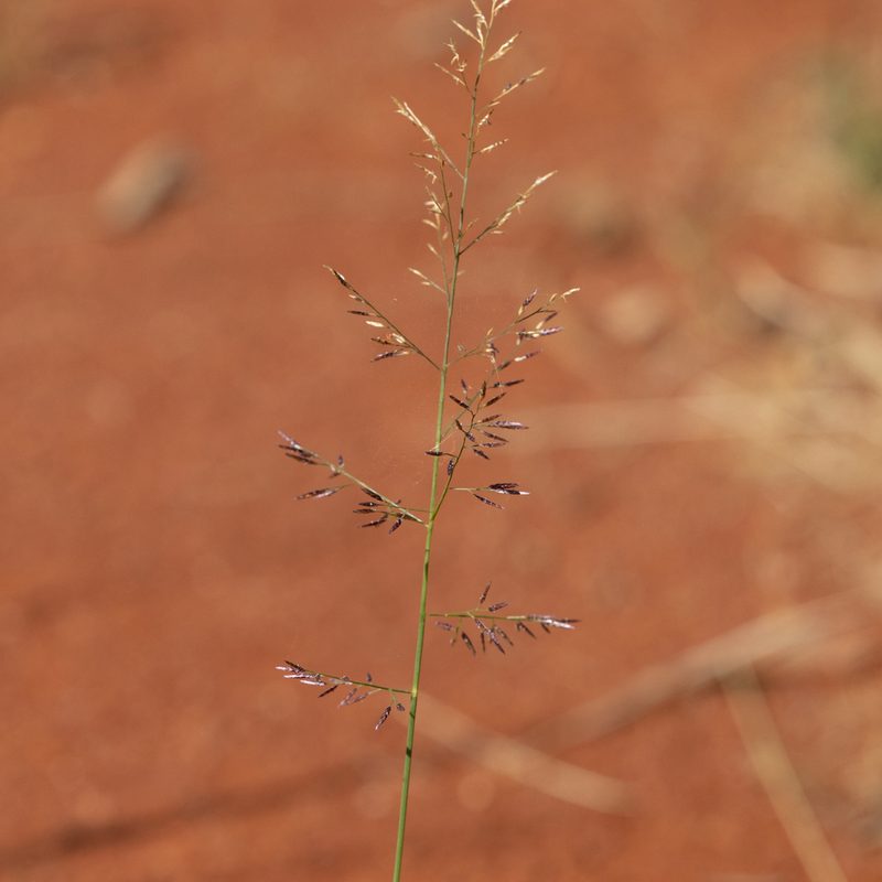 Eragrostis lacunaria, photographed by Kym Nicolson