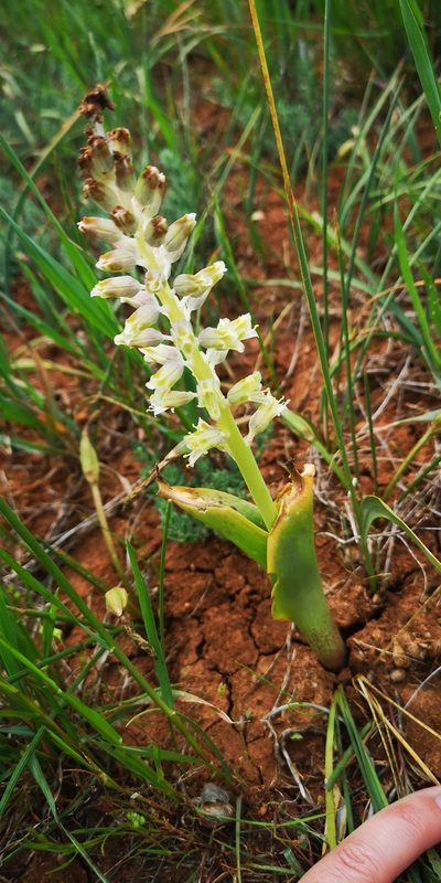 Lachenalia neilii, photographed by leandra-k_89