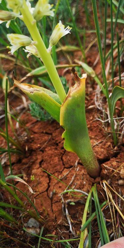 Lachenalia neilii, photographed by leandra-k_89