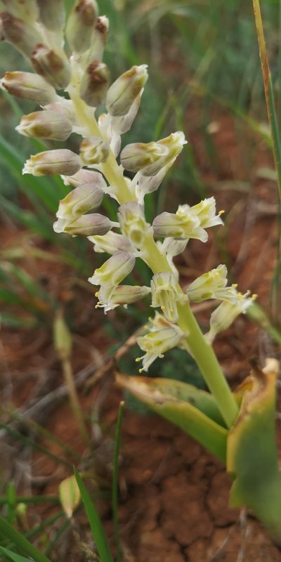 Lachenalia neilii, photographed by leandra-k_89
