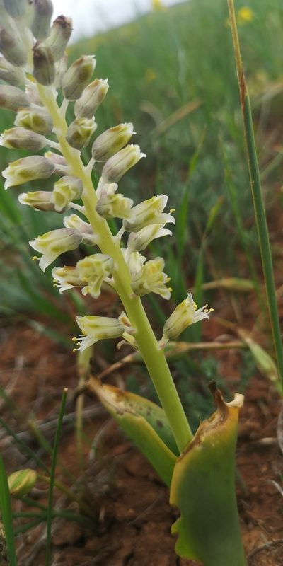 Lachenalia neilii, photographed by leandra-k_89