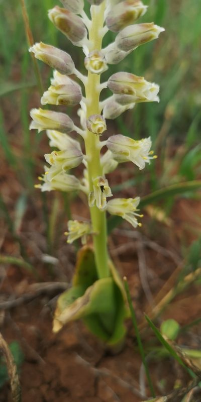 Lachenalia neilii, photographed by leandra-k_89