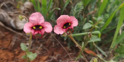 Alonsoa unilabiata, photographed by leandra-k_89