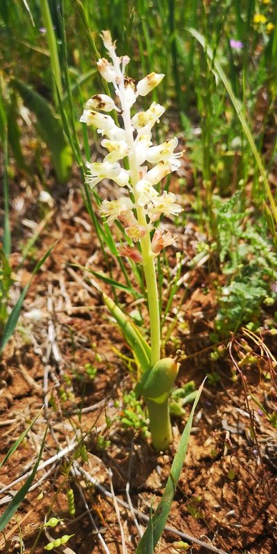 Lachenalia alba, photographed by leandra-k_89