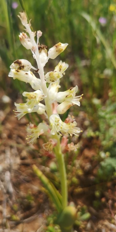 Lachenalia alba, photographed by leandra-k_89