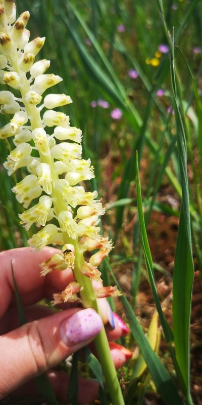 Lachenalia alba, photographed by leandra-k_89