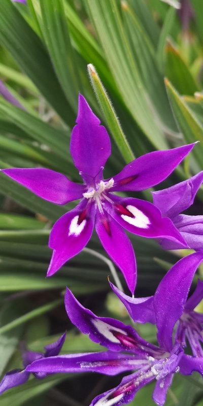 Babiana framesii, photographed by leandra-k_89