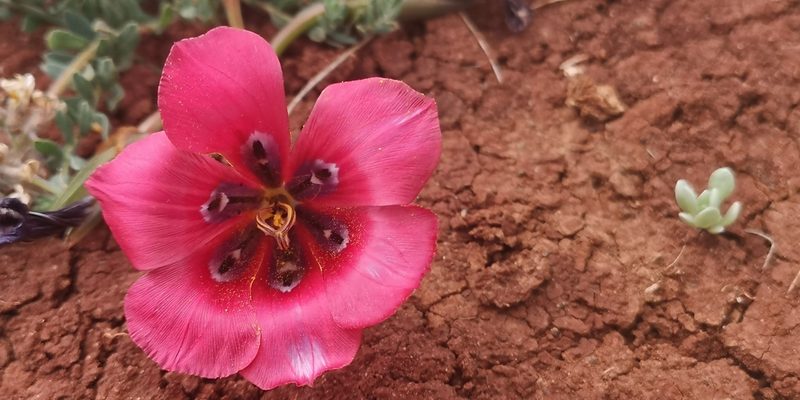 Romulea monadelpha, photographed by leandra-k_89