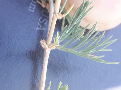 Asparagus suaveolens, photographed by Manuel R Popp