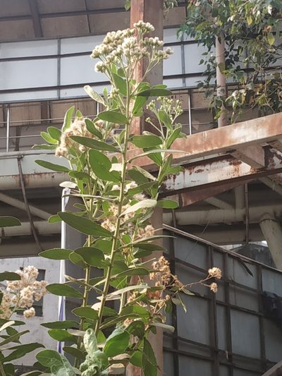 Pluchea tomentosa, photographed by S.MORE