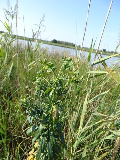 Euphorbia lucida, photographed by Grzegorz Grzejszczak