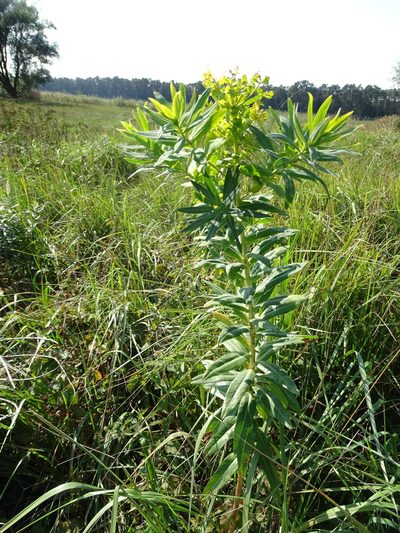Euphorbia lucida, photographed by Grzegorz Grzejszczak