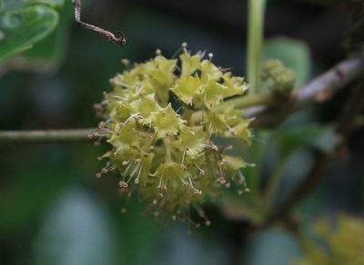 Pisonia aculeata, photographed by Brian Oakes Haiti Hunter