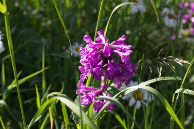 Betonica macrantha, photographed by David Sandler