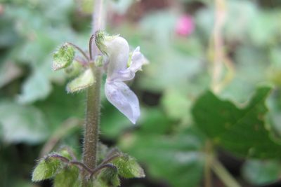 Coleus mutabilis, photographed by James Deacon