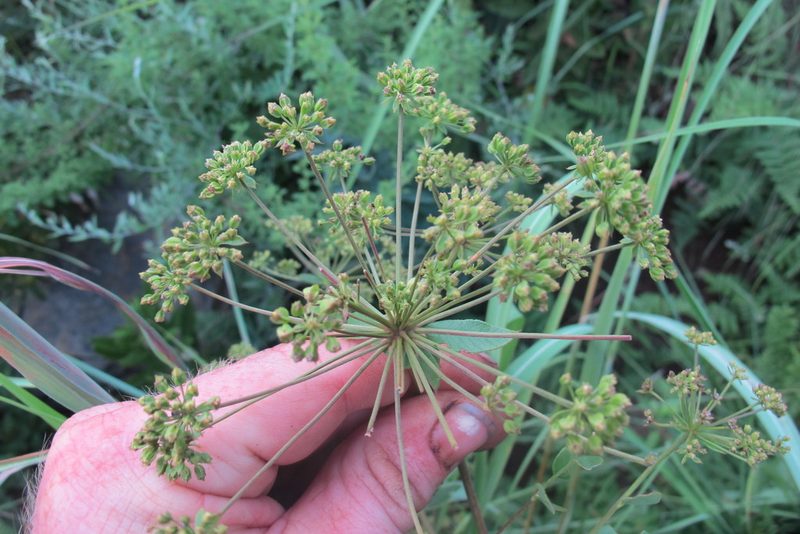 Heteromorpha involucrata, photographed by James Deacon