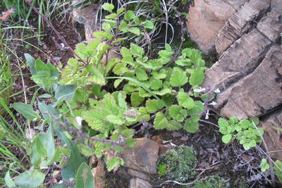 Coleus hadiensis, photographed by James Deacon