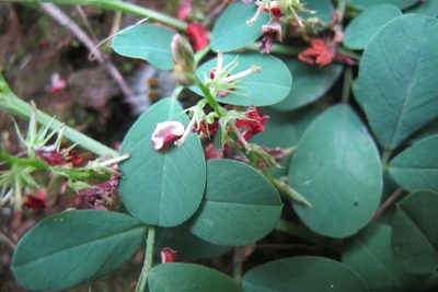 Indigofera oxalidea, photographed by James Deacon