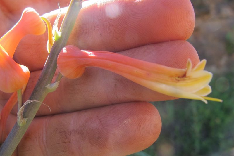 Aloe fosteri, photographed by James Deacon