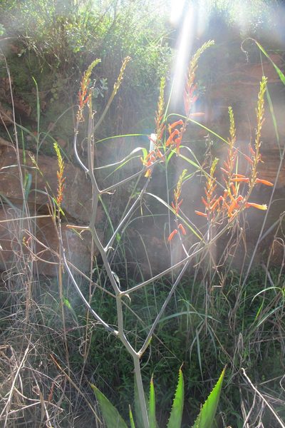Aloe fosteri, photographed by James Deacon