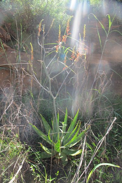 Aloe fosteri, photographed by James Deacon