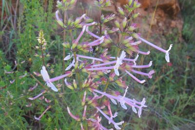 Ocimum tubiforme, photographed by James Deacon