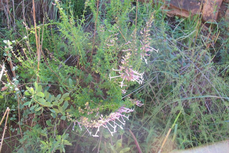 Ocimum tubiforme, photographed by James Deacon