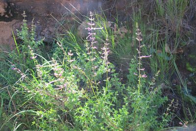 Ocimum tubiforme, photographed by James Deacon