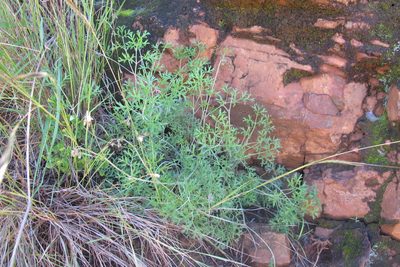 Pelargonium dolomiticum, photographed by James Deacon