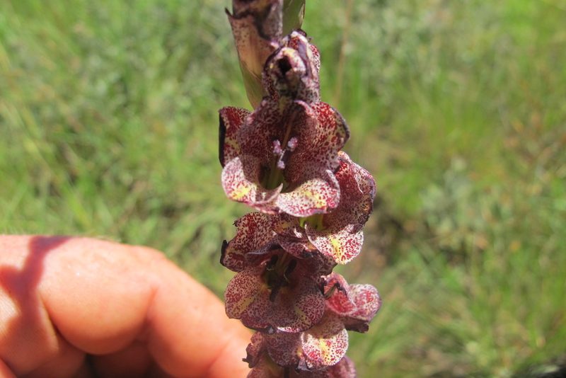 Gladiolus densiflorus, photographed by James Deacon