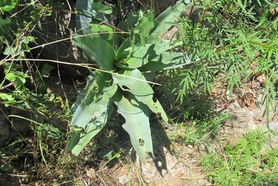 Ledebouria zebrina, photographed by James Deacon